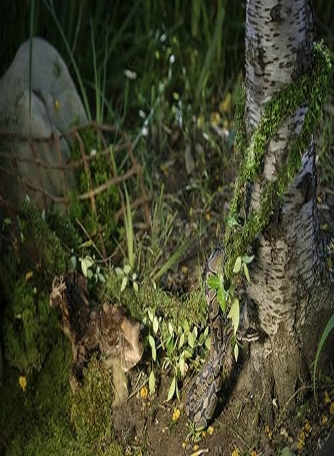 Galapagos Galápagos (05266) MossVine, Real Moss Vine, 12FT, Green - Image 3